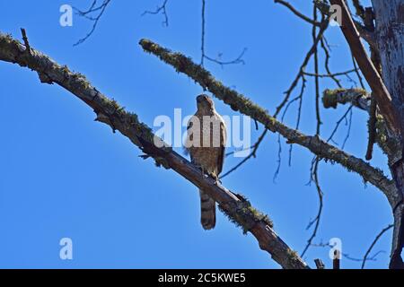 Juvenile Cooper's Hawk sitzt auf dem Baum Stockfoto