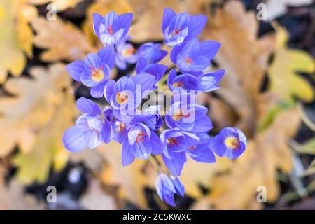 Draufsicht auf blühende Herbst-Lila-Krokussen (Colchicum autumnale, Weidesafran), Nahaufnahme, selektiver Weichfokus, gefallene gelbe Blätter verschwommen auf der Stockfoto