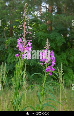 Weidenkraut am Waldrand. Blühende bunte Blume mit weichem grünen Hintergrund. Fotografiert in Russland sonnigen Sommertag Stockfoto