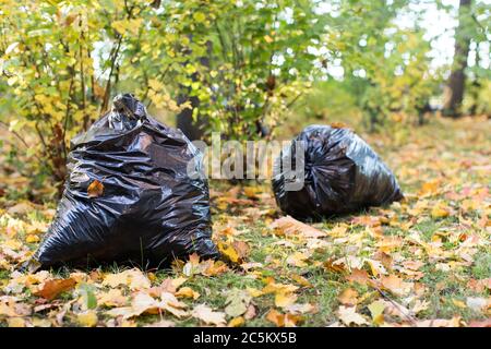 Bündel von verdorrten Blättern liegen in schwarzen Müllsäcken.Schwarze Müllsäcke mit gefallenen Blättern gefüllt.Saisonale Reinigung der Straßen der Stadt von gefallenen Blättern Stockfoto