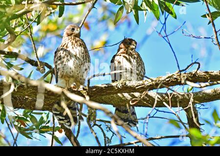 Juvenile Cooper's Hawk sitzt auf dem Baum Stockfoto