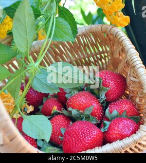 Korb gefüllt mit frischen, reifen Erdbeeren Stockfoto