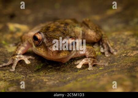 Gefährdeter Nebelfrosch (Litoria rhoocola). Cairns, Queensland, Australien. Stockfoto