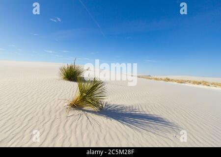 Seifenbaum Yucca wächst wild im Gips-Sand des White Sands National Monument in New Mexico. Stockfoto