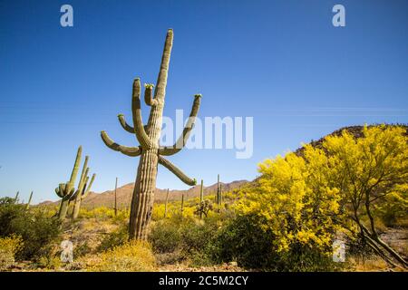 Saguaro Kaktus in voller Blüte. Großer Saguaro Kaktus mit Wildblumen im Saguaro National Park in Tucson Arizona. Stockfoto