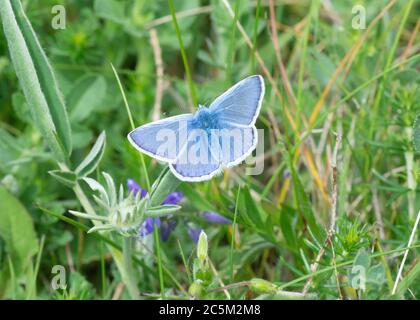 Gewöhnlicher blauer (Polyommatus Icarus) Schmetterling, der auf Gras entlang der Südostküste Irlands ruht Stockfoto