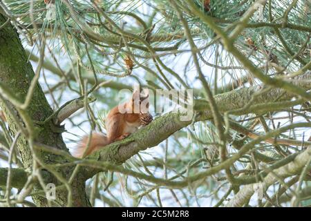 Heimische irische Rothörnchen (Sciurus vulgaris) essen ein Kiefernzapfe in Bäumen Stockfoto