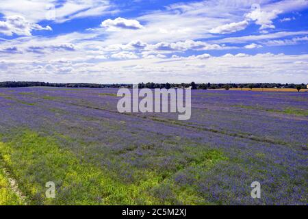 01. Juli 2020, Brandenburg, Schöneiche: Felder leuchten in Blau- und Grüntönen unweit der brandenburgischen Gemeinde Schöneiche (Luftaufnahme mit Drohne). Foto: Paul Zinken/dpa-Zentralbild/ZB Stockfoto