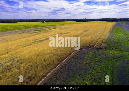 01. Juli 2020, Brandenburg, Schöneiche: Felder leuchten in Blau, Gelb und Grün unweit der brandenburgischen Gemeinde Schöneiche (Luftaufnahme mit Drohne). Foto: Paul Zinken/dpa-Zentralbild/ZB Stockfoto