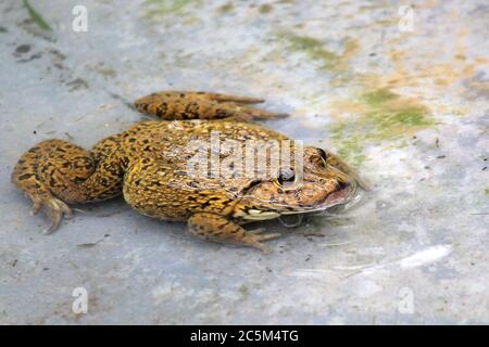 Nahaufnahme von Wasserfrosch in Frosch Farm Stockfoto