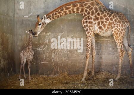 Peking, China. Juli 2020. Eine zwei Wochen alte weibliche Giraffe wird neben ihrer Mutter Maya im biblischen Zoo in Jerusalem am 1. Juli 2020 gesehen. Quelle: Gil Cohen Magen/Xinhua/Alamy Live News Stockfoto