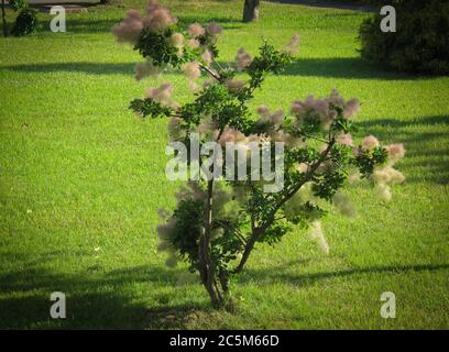 Blühende Smoketree oder Cotinus im Iran im Frühjahr. Europäische Rauchgeride bekannt als rhus cotinus, Eurasische Rauchgeride, Rauchbusch, Skumpiya Gerben o Stockfoto