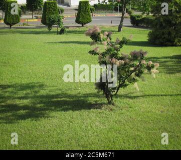 Europäische Rauchgerinnung (Cotinus coggygria) bekannt als rhus cotinus, Eurasische Rauchgerinnung, Rauchbaum, Rauchbusch, Skumpiya Gerben oder Färbersumach ist ein Speci Stockfoto