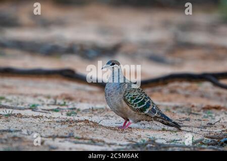 Ein gewöhnlicher Bronzeau (Phaps chalcoptera). Eine mittelgroße, stark gebaute Taube mit grünen, blauen und roten Flecken im Flügel. Stockfoto