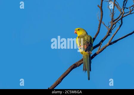 Regent Papagei (Polytelis anthopeplus). Es ist ein schlanker gelber Papagei mit einem langen, dunkel verjüngenden Schwanz und zurück gefegten Flügeln. Stockfoto