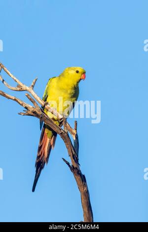 Regent Papagei (Polytelis anthopeplus). Es ist ein schlanker gelber Papagei mit einem langen, dunkel verjüngenden Schwanz und zurück gefegten Flügeln. Stockfoto