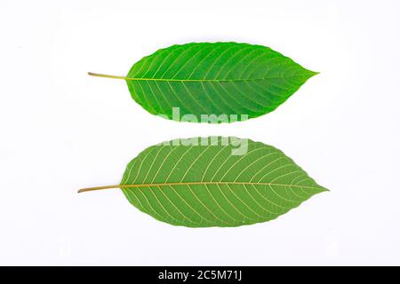 Kratom Blatt (Mitragyna speciosa), eine Pflanze der verrückten Familie als habitformende Droge verwendet Stockfoto