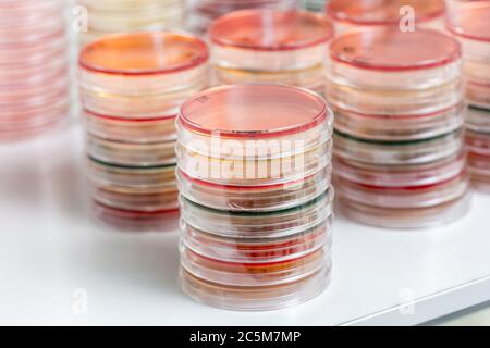 Rote und gelbe Petrischalen stapeln sich im Mikrobiologielabor auf dem Hintergrund des Bakteriologielabors. Stockfoto