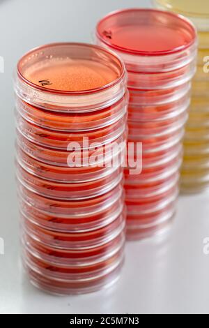 Rote und gelbe Petrischalen stapeln sich im Mikrobiologielabor auf dem Hintergrund des Bakteriologielabors. Stockfoto