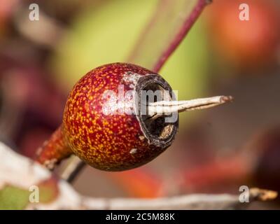 Samenkapseln des Roten Mallee (Eucalyptus socialis) Stockfoto