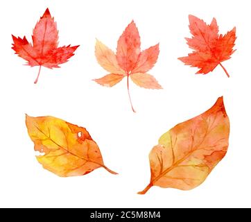 Sammlung von schönen orange Herbstblätter isoliert auf weißem Hintergrund. Set von Hand bemalt in Aquarell und Pinsel auf Papier. Beschneidungspfad. Stockfoto