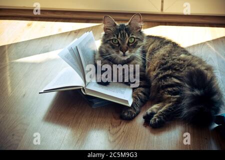 Hauskatze mit einem Buch Stockfoto