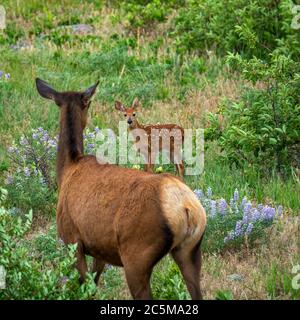 Fawn Whitetailed Hirsch ( Odocoileus virginianus) im Hintergrund, macht Blickkontakt mit Kuh Rocky Mountain Elch ( Cervus canadensis nelsoni) im Vordergrund Stockfoto