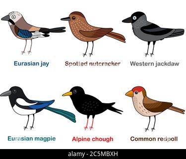 Niedliche Vogel Vektor Illustration Set, Jay, Nussknacker, Jackdaw, Elster, Chough, Redpoll, bunte europäische Vogel Cartoon-Sammlung Stock Vektor