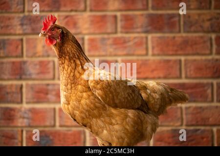 Ein Ei legen Freiland Isa Brown Chicken mit roten Ziegeln im Hintergrund Stockfoto