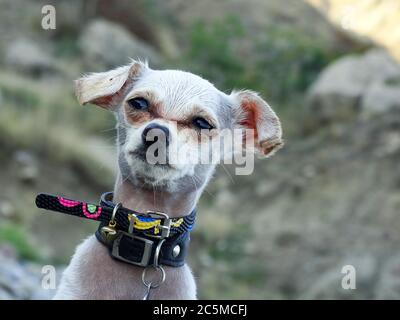 Porträt eines Hundes in einem hellen Kragen vor dem Hintergrund der Natur. Stockfoto