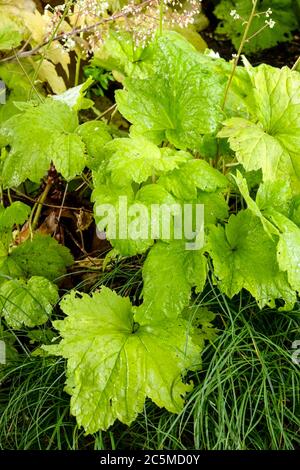 Laub Heuchera „Elektrische Limette“ Heuchera Blätter Gelbgrün Helle Heucheras Wachsende Gartenpflanze Zierblätter Stockfoto
