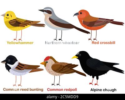 Niedliche Vogel Vektor Illustration Set, Yellowhammer, Wheatear, Red Crossbill, Schilfhämmer, Redpoll, Alpine Chough, bunte europäische Vogel Cartoon collec Stock Vektor