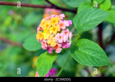 Lantana Camara blüht in der Natur Stockfoto