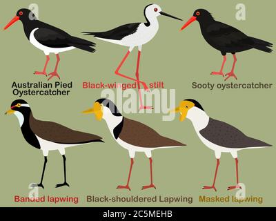 Niedliche Vogel Vektor Illustration Set, Australian Austernfischer, Black-winged Stelze, Kiebitz, bunte Vogel Cartoon-Sammlung Stock Vektor