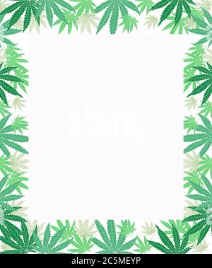 Marihuana (Cannabis) Blätter Rahmen auf weißem Hintergrund Stockfoto