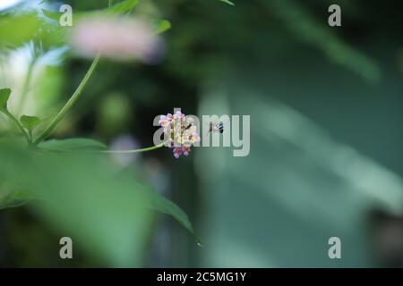 Honey Biene sammeln Honig aus blühenden bunten Lantana Blume Stockfoto