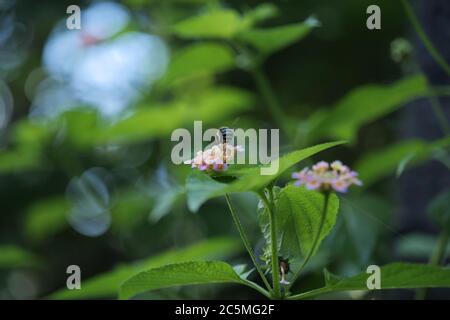 Honey Biene sammeln Honig aus blühenden bunten Lantana Blume Stockfoto