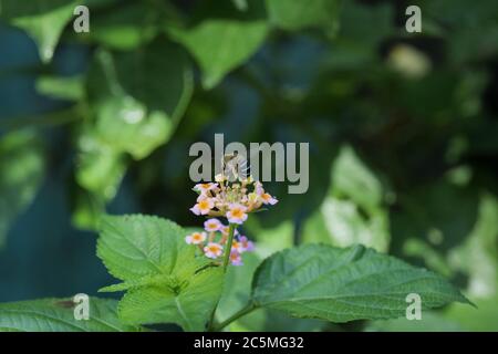 Honey Biene sammeln Honig aus blühenden bunten Lantana Blume Stockfoto