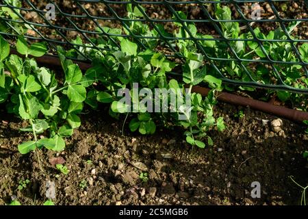 Spätswinter im Garten, und früher gesät Erbsen haben gut gekeimt Stockfoto