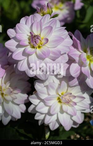 dahlia Blumen in lila Dämmerung Zeit Makro Stockfoto