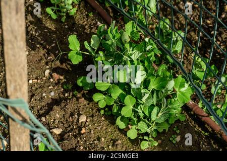 Spätswinter im Garten, und früher gesät Erbsen haben gut gekeimt Stockfoto