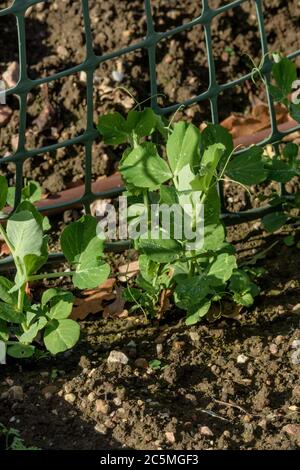 Spätswinter im Garten, und früher gesät Erbsen haben gut gekeimt Stockfoto