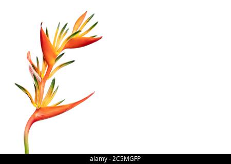 Nahaufnahme der Heliconia Blume (Heliconia aurantiaca) isoliert auf weißem Hintergrund Stockfoto