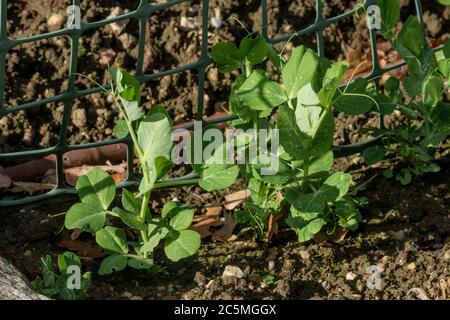 Spätswinter im Garten, und früher gesät Erbsen haben gut gekeimt Stockfoto