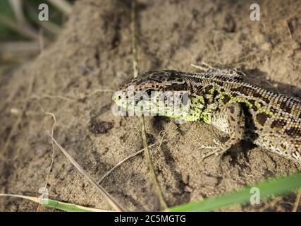 Eidechse (lat. Lacerta agilis) erwärmt sich in einer sonnigen Lichtung. Sommersaison Stockfoto