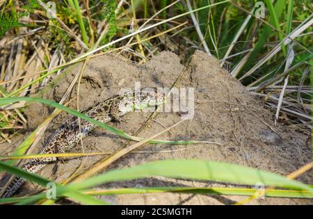 Eidechse (lat. Lacerta agilis) erwärmt sich in einer sonnigen Lichtung. Sommerzeit Stockfoto