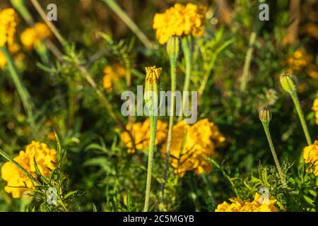 Nahaufnahme von Wassertropfen auf der Ringelblume Öffnung in den Morgen im Winter Stockfoto