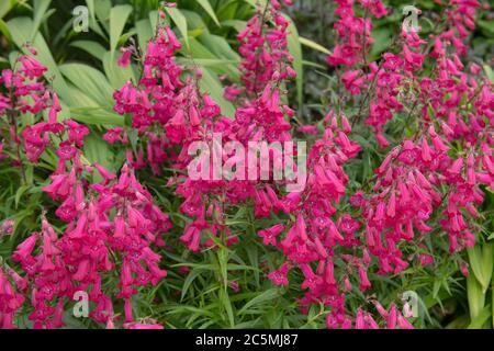 Sommer blühende dunkelrosa Blüten einer Penstemon Pflanze (Penstemon 'Andenken an Friedrich Hahn'), die in einer krautigen Grenze wächst Stockfoto