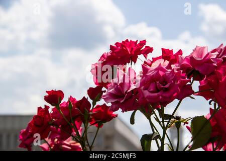 Viele kleine rosa Rosen auf Busch. Rosa Rosen Sträucher blüht. Schöner Hintergrund von den Rosen gegen den Himmel. Stockfoto