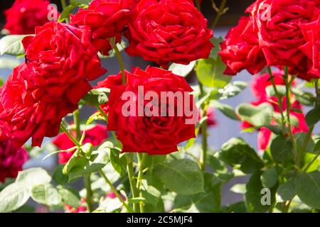 Rote Rosen auf Busch. Rote Rosen Sträucher blühen. Schöner Hintergrund von den Rosen. Stockfoto